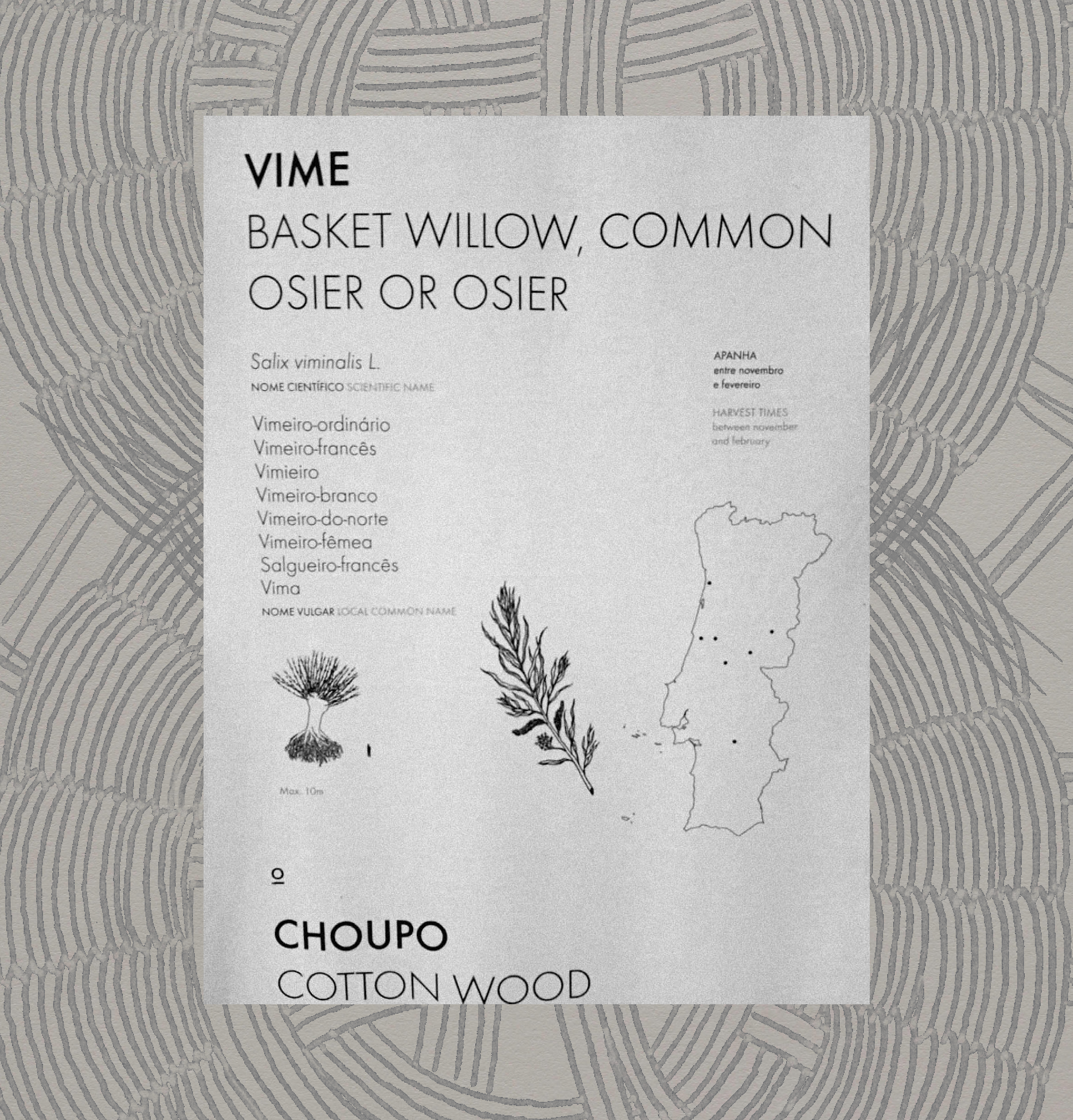 Magdalena Feikusová