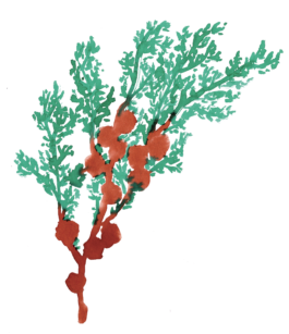 Magdalena Feikusová