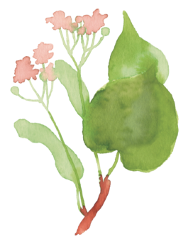 Magdalena Feikusová